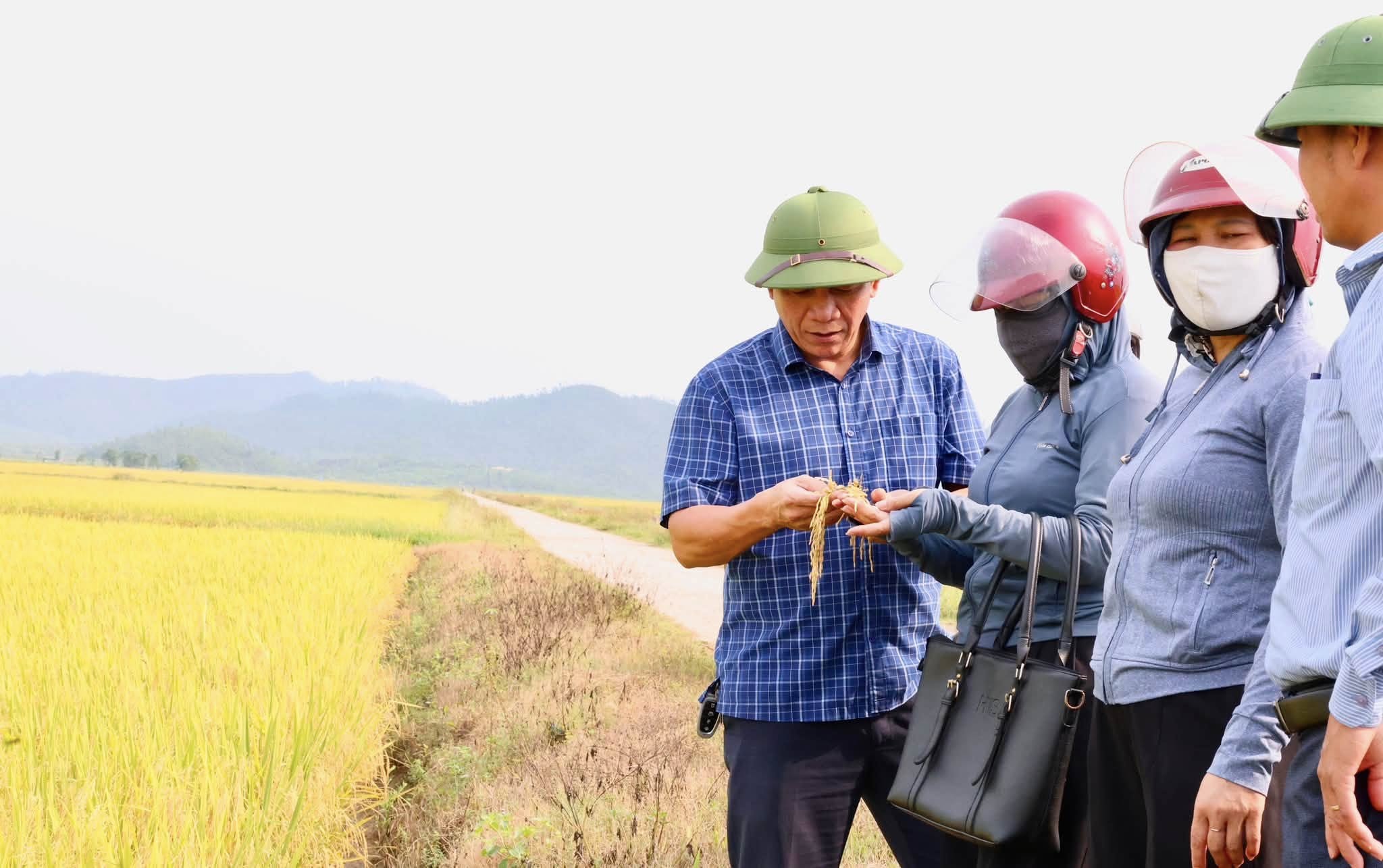 XÃ HỒNG LỘC TỔ CHỨC THĂM ĐỒNG, ĐÁNH GIÁ NĂNG SUẤT, SẢN LƯỢNG LÚA VỤ XUÂN NĂM 2026