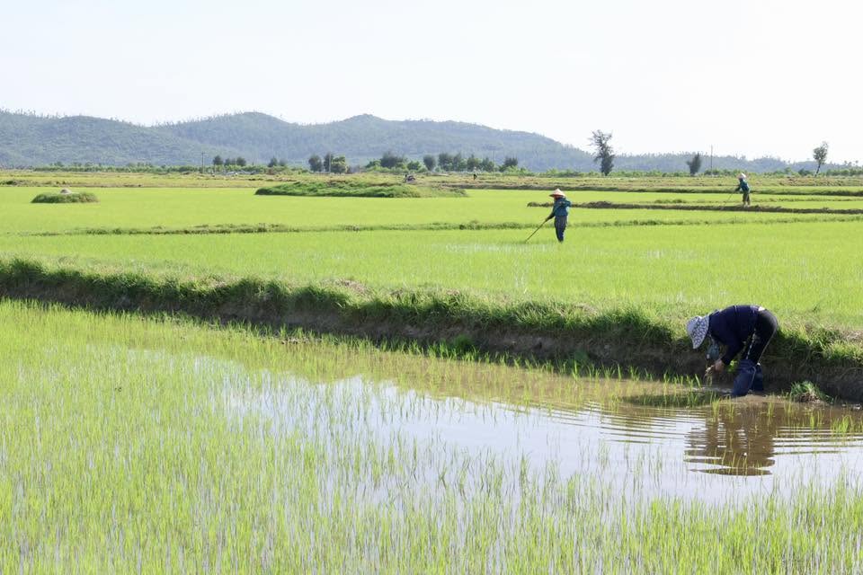 NÔNG DÂN XÃ HỒNG LỘC TÍCH CỰC CHĂM SÓC LÚA VỤ HÈ THU NĂM 2026