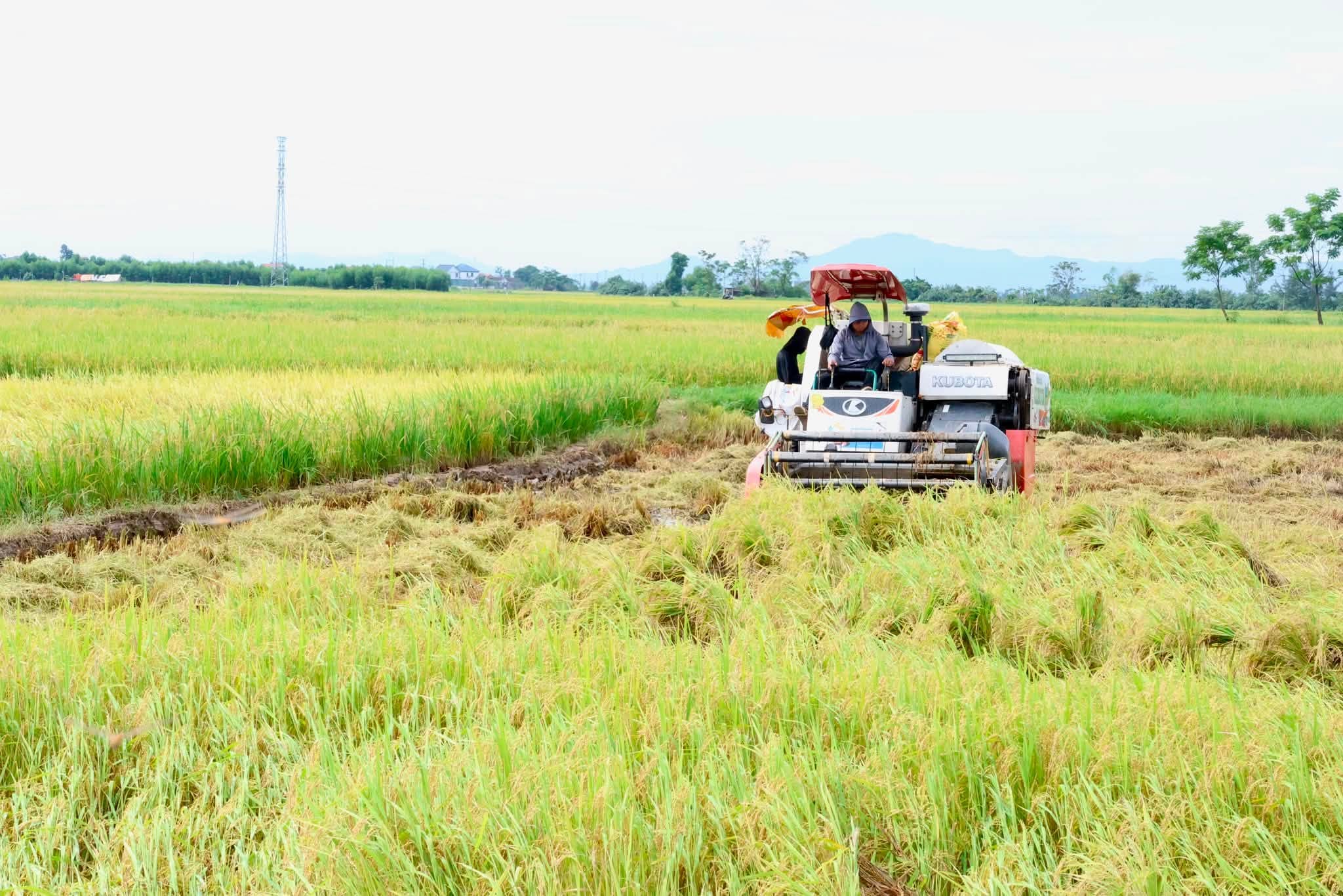HỒNG LỘC CHỦ ĐỘNG THU HOẠCH LÚA VỤ HÈ THU, ỨNG PHÓ DIỄN BIẾN PHỨC TẠP CỦA THỜI TIẾT.