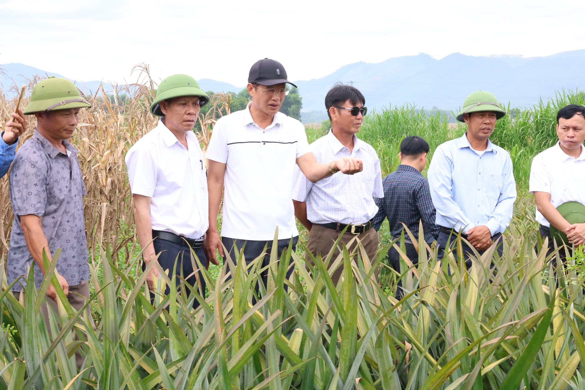 XÃ HỒNG LỘC THAM QUAN, HỌC TẬP KINH NGHIỆM MÔ HÌNH TRỒNG DỨA VÀ SÂM BỐ CHÍNH TẠI XÃ HƯƠNG XUÂN TỈNH HÀ TĨNH.