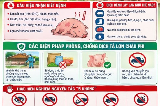 Tăng cường phòng chống bệnh Dịch tả lợn Châu Phi